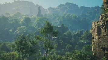A view of a forest with a mountain in the background video