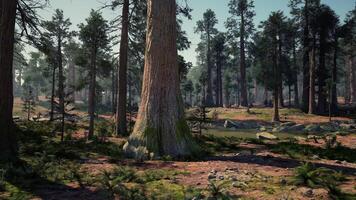 A vibrant forest with a dense canopy of trees video