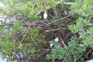 White Flamingos In The Wild At A Mangrove Forest In Safety Harbor Florida. photo