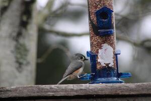 Titmouse Song Bird Eating At A Birdfeeder photo