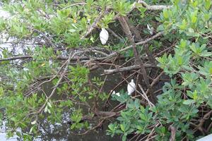 White Flamingos In The Wild At A Mangrove Forest In Safety Harbor Florida. photo