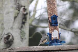 Titmouse Song Bird Eating At A Birdfeeder photo