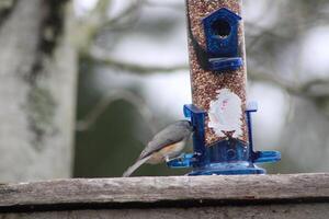 Titmouse Song Bird Eating At A Birdfeeder photo