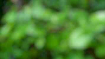 Blurred green nature background photo