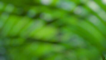 Blurred green nature background photo