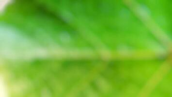 Blurred green leaf background photo
