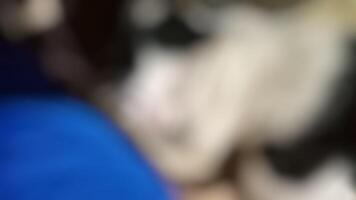 A blurry image of a dog laying on a bed photo