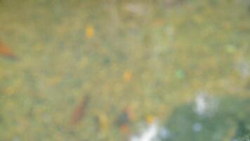 Abstract blurry underwater background with pebbles and fish. Perfect for nature, tranquility, and serenity themes. photo