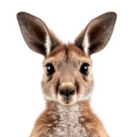 Kangaroo Isolated on White Background for Wildlife Conservation Themes on transparent background png