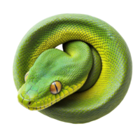 verde serpente símbolo representando renovação e Renascimento em transparente fundo png