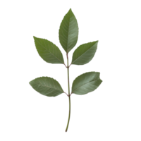 Close-Up of a Vibrant Green Leaf on a Sunny Day on transparent background png