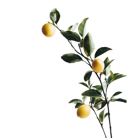 Lemon Tree Branch with Fresh Lemons for Brightening Spaces on transparent background png