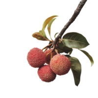 Fresh Lychee Fruit Display for Culinary Uses on transparent background png