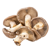 Mushroom Growing in a Forest Setting on transparent background png