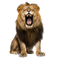 Majestic Lion Roaring in Front View for Wildlife Conservation Themes on Transparent Background png