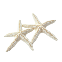 Isolated Starfish on White Background for Natural Science and Marine Life Studies on Transparent Background png