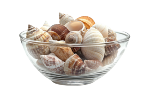 Decorative bowl filled with various colorful seashells arranged artistically on a table png