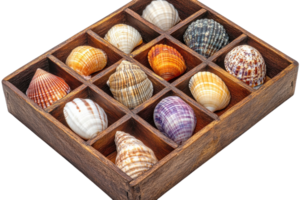 Collection of colorful seashells displayed in a wooden box arranged in twelve compartments for viewing and appreciation png
