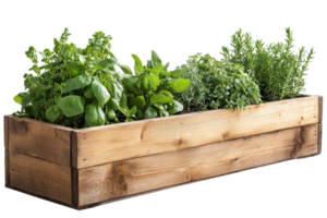 Fresh herbs growing in a wooden planter box in a home garden setting during daytime png