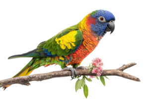 Colorful parrot perched on a branch with vibrant feathers and delicate flowers in bright surroundings png