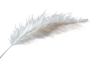 Elegant white pampas grass plume displaying its soft texture against a plain background in natural light png