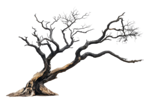 Unique twisted tree with gnarled branches stands out against a white background png