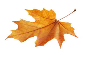 Bright orange autumn leaf resting on a white background highlighting its detailed texture and shape png
