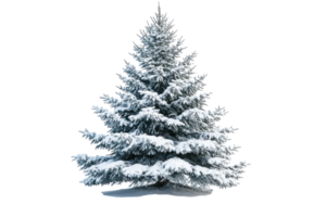 Snow-covered evergreen tree standing alone in a winter landscape with a white background png