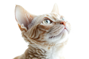 Curious cat gazes upwards in a bright, softly illuminated environment with a serene expression png