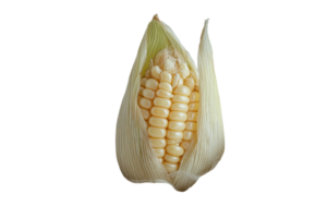 Healthy corn on the cob displayed with husk partially removed in preparation for cooking or grilling png