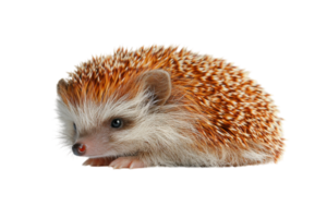 Small hedgehog with distinctive spines resting peacefully on a white background png