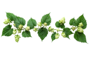 Hop plant with green leaves and budding flowers in a natural setting during daylight hours png