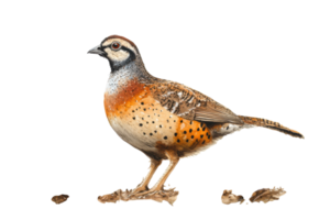 Bird standing on ground with distinctive plumage and alert posture in natural habitat setting png