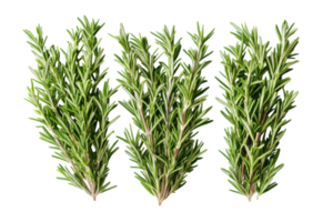 Fresh rosemary sprigs arranged on a white background for culinary use in various dishes and recipes png