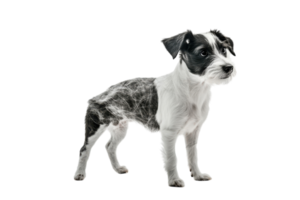 Dog with unique fur pattern stands against white background showcasing its striking features and playful demeanor in a studio setting png