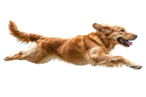 Golden retriever happily leaps through the air in a playful display of energy and joy png