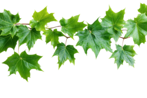 Green maple leaves on branches against a white background create a fresh and vibrant look for nature enthusiasts png