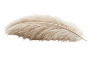 Soft beige feather resting on a smooth surface highlighting its delicate texture and natural beauty png