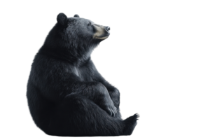 Black bear sitting calmly while gazing to the side in a bright, minimalistic setting png