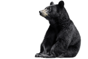 Realistic depiction of a black bear in profile on a white background showcasing its features and texture png