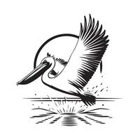 Black and white Pelican Splashing Water Image. Pelican flying over the water surface image isolated on white background. vector