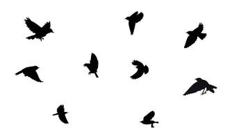 Flying Wheatear Bird Silhouette Collection vector