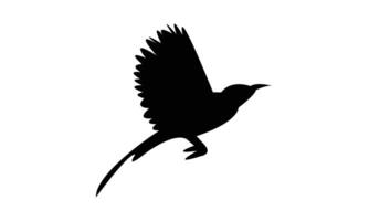 Flying Sunbird Silhouette Design And Illustration. vector