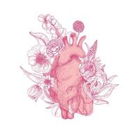 Beautiful realistic anatomical heart overgrown with spring blooming flowers hand drawn with pink contour lines on white background. Romantic decorative illustration in elegant etching style vector