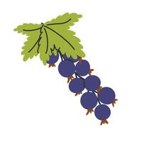 Hand drawn black currant berry twig. Black currant branch with berries and leaves. Ripe bush in doodle flat style vector