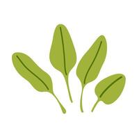 Fresh hand drawn spinach leaves. Minimalist doodle flat style. Ingredient for salad vector