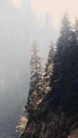 Sunlight filtering through foggy forest highlighting spruce trees on rocky cliff video