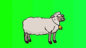 A cartoon sheep standing on a green background video