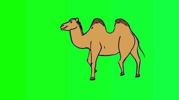 A camel is standing on a green background video
