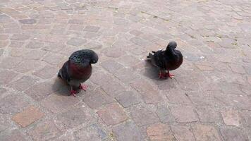 Two pigeons standing on a cobblestone street video